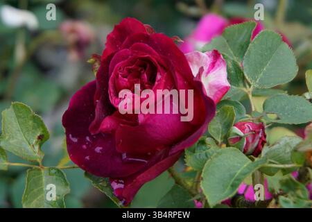 Gros plan d'une rose rouge profond avec des gouttes de pluie sur ses pétales, capturé dans un jardin parmi les feuilles vertes.RHS Garden, Wisley, Angleterre Banque D'Images
