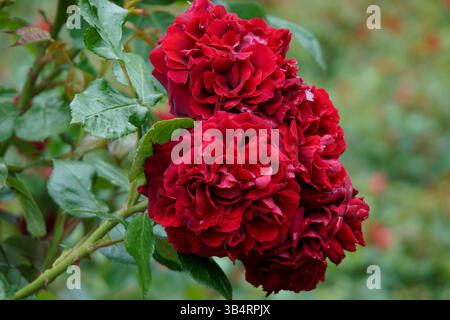 Cluster de roses rouges en fleurs sur un buisson de jardin, pétales vibrants et feuilles vertes capturés dans la lumière extérieure naturelle.RHS Garden, Wisley, Angleterre Banque D'Images