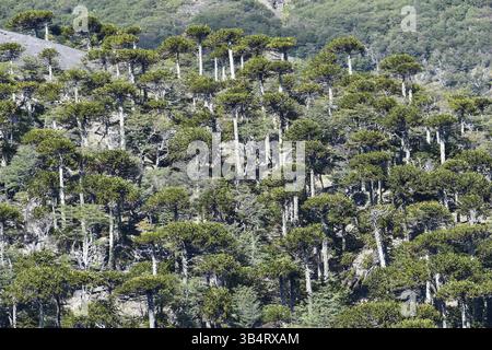 Forêt avec de très vieux arbres de puzzle de singe (Araucaria araucana) dans le parc national de Lanin, Patagonie, Argentine, Amérique du Sud Banque D'Images