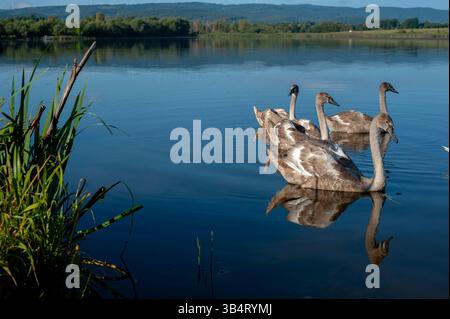 Une famille de cygnes avec leurs bébés sur la rive de l'étang, le matin, ils nagent au camp et attendent de voir s'ils vont jeter quelque chose de bon t Banque D'Images