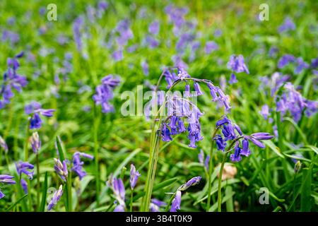 Vue rapprochée des coquilles bleues anglaises (Hyacinthoides non-scripta) fleurissant dans la forêt près de Guildford. Surrey, dans le sud-est de l'Angleterre Banque D'Images