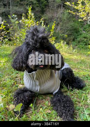 Caniche noire dans un parc paysagé, en marchant sur la chaussée. Banque D'Images