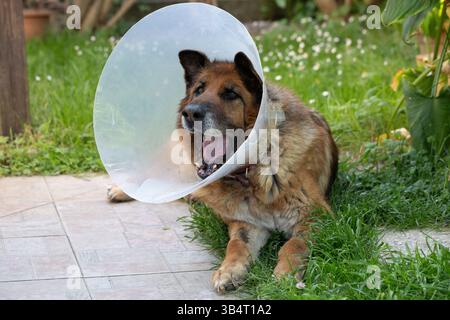 Chien berger allemand senior portant un collier élisabéthain protecteur reposant sur l'herbe dans un jardin, récupérant d'une opération chirurgicale ou d'une blessure Banque D'Images
