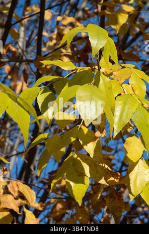 Cendres de Pennsylvanie, feuilles en gros plan. Image de fond d'automne. Banque D'Images