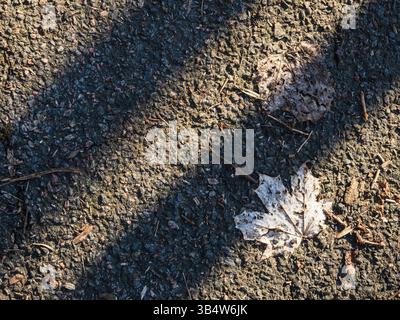 Une feuille solitaire repose sur le sol en Suède, mettant en valeur la texture complexe du sol sous-jacent. Les ombres tombent à travers la feuille, soulignant son del Banque D'Images