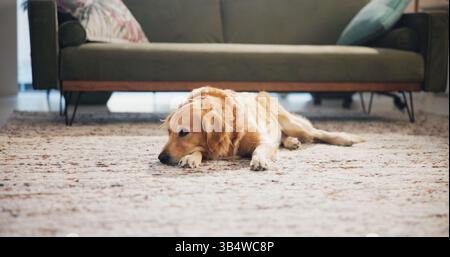 Fatigué, maison et chien sur le sol pour se détendre pour se reposer, confortable et solitaire dans le salon. Adoption animale, animal de compagnie et mignon Golden Retriever couché sur Banque D'Images