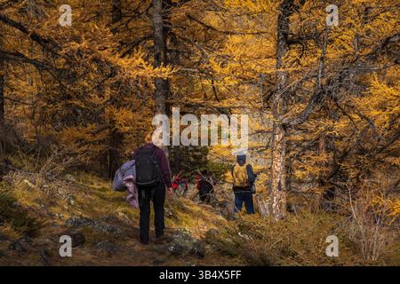 Groupe de randonneurs marchant à travers la forêt pittoresque avec des couleurs d'automne vibrantes et un environnement paisible Banque D'Images