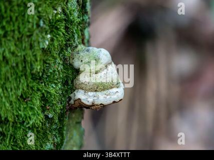 Gros plan de champignons poussant sur un tronc d'arbre couvert de mousse dans la forêt Banque D'Images