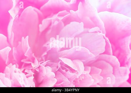 Macro de pétales de pivoine rose doux avec une focalisation rêveuse, idéal pour les soins de la peau de luxe, les blogs de bien-être, la marque féminine, ou les salutations printanières élégantes pour Pâques, w Banque D'Images