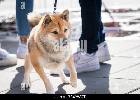 Un Shiba Inu tire fort sur la laisse tout en marchant dans la rue. Shiba Inu tire la laisse en avant dans une promenade. Formation à l'obéissance pour chien. Banque D'Images