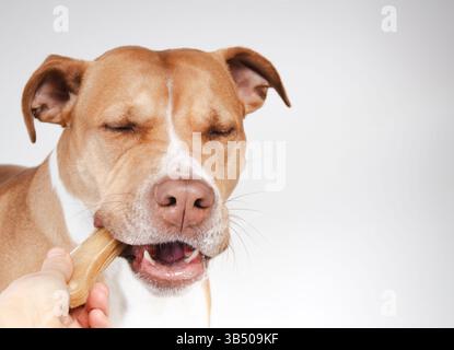 Chien heureux avec bâton à mâcher tenu à la main. Chien de grande taille avec os en cuir brut dans la bouche et les yeux fermés. Chiot chien profitant d'une friandise de bâton dentaire. 2 ans, fe Banque D'Images
