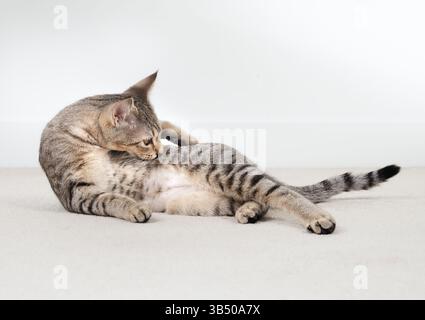 Chaton toilettant lui-même après la chirurgie de spay et enfin cône off. Vue latérale du corps de chat léchant. Un comportement sain de toilettage de la peau. fema de 4 mois Banque D'Images