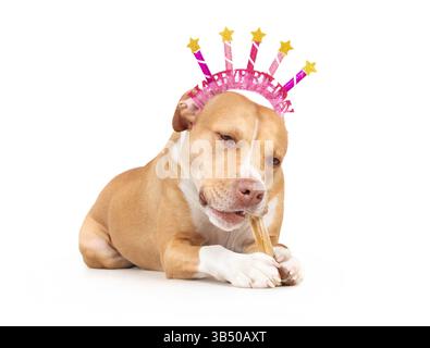 Chien heureux avec chapeau joyeux anniversaire et bâton à mâcher. Chien mignon isolé grand célébrant l'anniversaire avec un os en cuir brut présent. Concept d'anniversaire d'animal de compagnie. 2 ye Banque D'Images