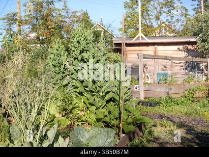 Jardin luxuriant envahi par la végétation. Concentrez-vous sur de très grandes plantes de laitue boulonnées poussant dans un terrain de jardin communautaire devant un hangar. Fond de jardinage de fin d'été. Banque D'Images