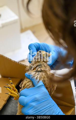 Le vétérinaire inspecte une crécerelle commune très mince et faible récemment admise (Falco tinnunculus عوسق شائع ). Photographié au Wildl israélien Banque D'Images