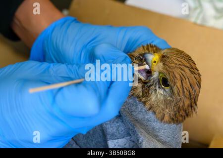 Le vétérinaire inspecte une crécerelle commune très mince et faible récemment admise (Falco tinnunculus عوسق شائع ). Photographié au Wildl israélien Banque D'Images