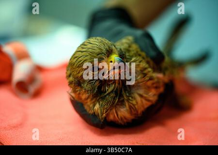 Le vétérinaire inspecte une crécerelle commune très mince et faible récemment admise (Falco tinnunculus عوسق شائع ). Photographié au Wildl israélien Banque D'Images