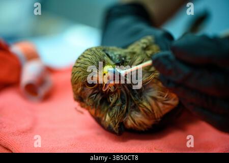 Le vétérinaire inspecte une crécerelle commune très mince et faible récemment admise (Falco tinnunculus عوسق شائع ). Photographié au Wildl israélien Banque D'Images