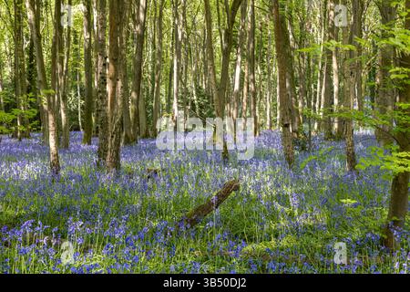 Stourport sur Severn, Royaume-Uni. 1er mai 2025. Météo britannique : alors que le soleil glorieux se déverse sur le Royaume-Uni aujourd'hui, les bois de bluebell près de Stourport sur Severn offrent une grande ambiance de couleur bleue couvrant le sol de la forêt. Crédit : Lee Hudson/Alamy Live News Banque D'Images