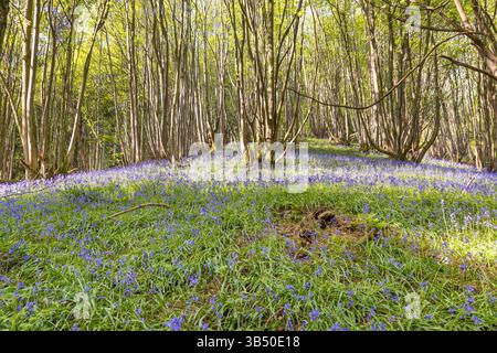 Stourport sur Severn, Royaume-Uni. 1er mai 2025. Météo britannique : alors que le soleil glorieux se déverse sur le Royaume-Uni aujourd'hui, les bois de bluebell près de Stourport sur Severn offrent une grande ambiance de couleur bleue couvrant le sol de la forêt. Crédit : Lee Hudson/Alamy Live News Banque D'Images