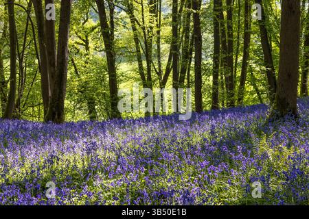 Stourport sur Severn, Royaume-Uni. 1er mai 2025. Météo britannique : alors que le soleil glorieux brille sur le Royaume-Uni aujourd'hui, les bois de bluebell près de Stourport sur Severn offrent une grande ambiance de couleur bleue couvrant le sol de la forêt. Crédit : Lee Hudson/Alamy Live News Banque D'Images