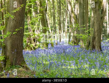 Stourport sur Severn, Royaume-Uni. 1er mai 2025. Météo britannique : alors que le soleil glorieux brille sur le Royaume-Uni aujourd'hui, les bois de bluebell près de Stourport sur Severn offrent une grande ambiance de couleur bleue couvrant le sol de la forêt. Crédit : Lee Hudson/Alamy Live News Banque D'Images