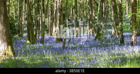 Stourport sur Severn, Royaume-Uni. 1er mai 2025. Météo britannique : alors que le soleil glorieux brille sur le Royaume-Uni aujourd'hui, les bois de bluebell près de Stourport sur Severn offrent une grande ambiance de couleur bleue couvrant le sol de la forêt. Crédit : Lee Hudson/Alamy Live News Banque D'Images
