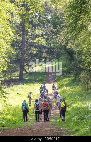 Stourport sur Severn, Royaume-Uni. 1er mai 2025. Météo britannique : alors que le soleil glorieux bat sur le Royaume-Uni aujourd'hui, un groupe de randonneurs dans le Worcestershire profitent d'une promenade confortable dans certains des merveilleux bois d'Angleterre. Crédit : Lee Hudson/Alamy Live News Banque D'Images