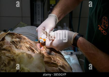 Des chirurgiens vétérinaires pratiquent une intervention médicale sur un vautour griffon eurasien hospitalisé (Gyps fulvus نسر أسمر ) que cet échantillon portait Banque D'Images