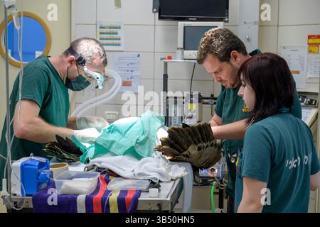 Les chirurgiens vétérinaires effectuent une procédure médicale sur un vautour griffon eurasien hospitalisé (Gyps fulvus) cet échantillon avait ses blessures cl Banque D'Images