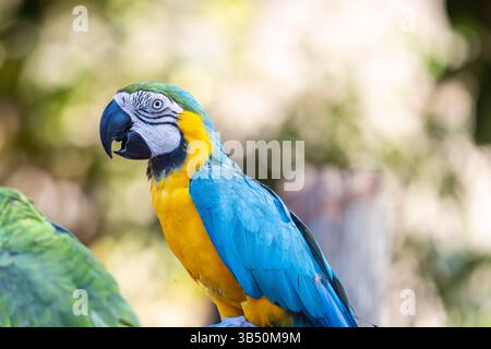 Oiseau perroquet, aras bleu et or ou aras bleu et jaune en profil portrait. ARA ararauna, également connu sous le nom d'aras bleu et or. Banque D'Images