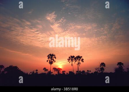 Botswana. Paysage avec de vrais palmiers fan au coucher du soleil. Banque D'Images