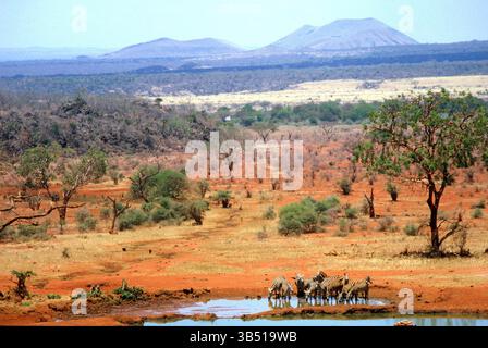 Afrique. Kenya. Parc national de Tsavo West. Troupeau de zèbres buvant au point d'eau. Banque D'Images