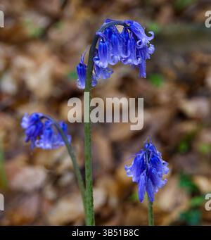 Bluebells sauvages dans le soleil du matin, dans un cadre boisé Banque D'Images