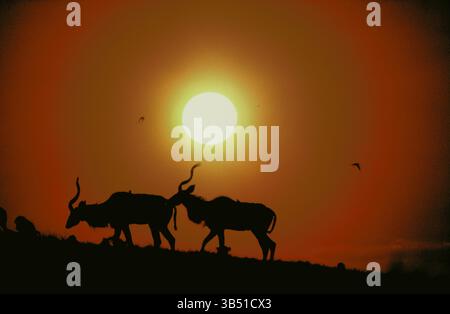 Kenya. Tsavo East. Faune sauvage. Antelope silhouette sur la crête au coucher du soleil. Banque D'Images