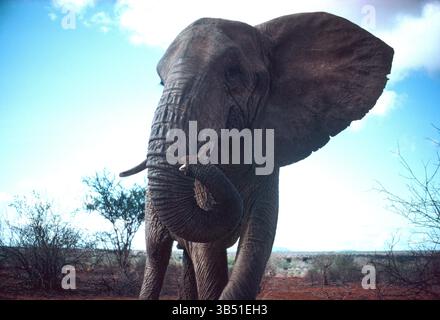 Botswana. Faune sauvage. Éléphant de Bush africain. (Loxodonta africana) Banque D'Images