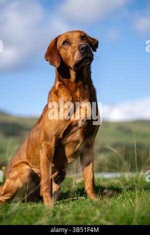 Fox Red Labrador s'assit dans un champ en attendant des instructions. North Yorkshire, Royaume-Uni. Banque D'Images