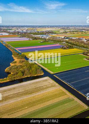Vue aérienne de champs de tulipes colorés s'étendant le long d'un lac, avec des rangées soignées de fleurs en jaune, vert et violet sous un ciel bleu clair dans le DUT Banque D'Images