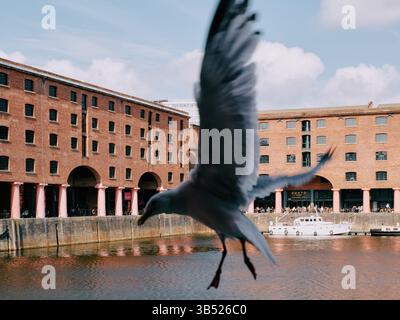 Une mouette escarpée dans le Royal Albert Dock est un complexe de bâtiments portuaires et d'entrepôts à Liverpool, en Angleterre. Banque D'Images