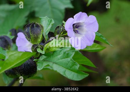 Nicandra physalodes, plante de mouche shoo, pomme du Pérou, Bluebell péruvienne, fleurs bleu pâle avec gorge blanche Banque D'Images