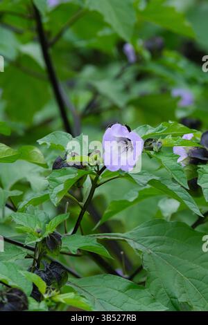 Nicandra physalodes, plante de mouche shoo, pomme du Pérou, Bluebell péruvienne, fleurs bleu pâle avec gorge blanche Banque D'Images