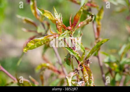 Boucle de feuilles de pêcher, boucle de jeunes feuilles. Maladie des arbres et méthodes de prévention et de traitement. Banque D'Images