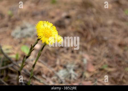 Une seule fleur de valériane jaune vif sur une tige avec de minuscules feuilles poussant sur un sol brun avec des feuilles sèches et de l'herbe. Banque D'Images