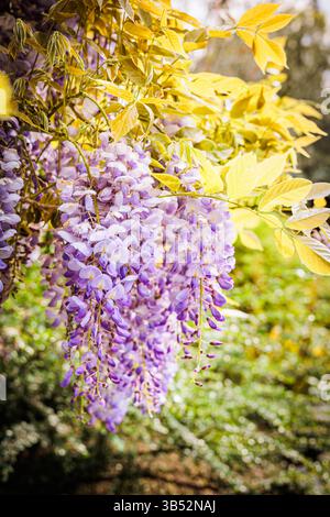 Des grappes de fleurs de wisteria pourpres éclairées sont élégamment suspendues, entourées d'une végétation luxuriante dans un jardin tranquille Banque D'Images