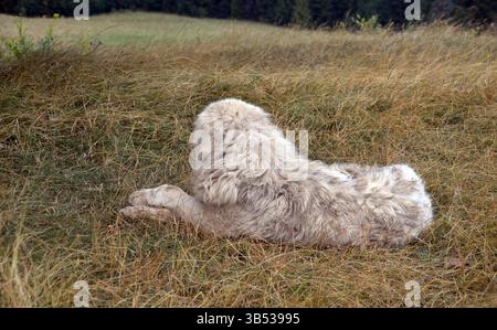 Chien de troupeau dans les montagnes Banque D'Images