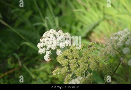Les insectes sur les fleurs Banque D'Images