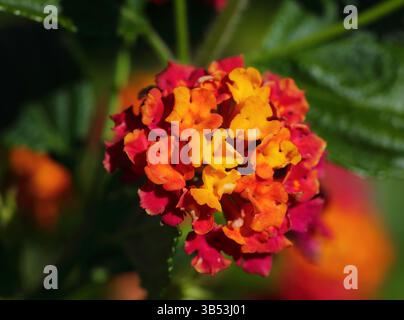 De belles fleurs colorées à haies. Lantana commun également connu sous le nom de Lantana pleureur - Lantana camara. Lisbonne, Portugal. Banque D'Images
