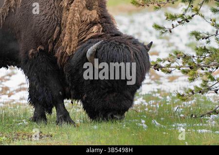30 mai 2022, Yellowstone, WY, États-Unis d'Amérique : un taureau bison américain se nourrit dans l'herbe fraîche du Black Sand Basin dans le parc national de Yellowstone, le 30 mai 2022 à Yellowstone, Wyoming. Plus tôt dans la journée, une femme de 25 ans de l'Ohio a été gored et jeté en l'air par un bison près de la même zone. (Crédit image : © Richard Ellis/ZUMA Press Wire) Banque D'Images