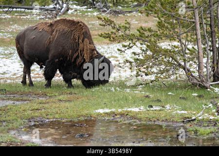 30 mai 2022, Yellowstone, WY, États-Unis d'Amérique : un taureau bison américain se nourrit dans l'herbe fraîche du Black Sand Basin dans le parc national de Yellowstone, le 30 mai 2022 à Yellowstone, Wyoming. Plus tôt dans la journée, une femme de 25 ans de l'Ohio a été gored et jeté en l'air par un bison près de la même zone. (Crédit image : © Richard Ellis/ZUMA Press Wire) Banque D'Images