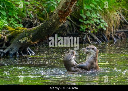 Deux loutres eurasiennes / loutre de rivière européenne (Lutra lutra) jouent des combats dans le ruisseau Banque D'Images